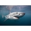 The great white shark or man-eater shark is one of the largest predatory fish on earth.