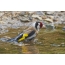 Goldfinch swimming in the river