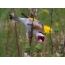 Goldfinch produces thistle seeds