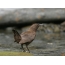 Brown dipper by the stream with prey in its beak