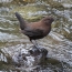 Brown dipper on a stone in the middle of a stream looks out for food