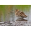 Snipe resting in shallow water