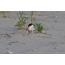 Common tern with two chicks: from the left the age is four days from the right less than two days