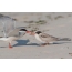 Feeding of almost adult chick near the common tern