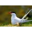 Arctic tern on the shore
