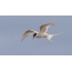 Arctic tern during flight