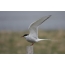 Arctic tern sits lifting its wings