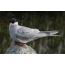 Arctic tern on stone