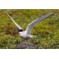 Arctic tern on the shore on a stone with raised wings