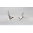 Pair of polar terns in the sky