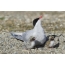 Arctic tern with chicks