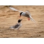 Arctic tern feeds adult chick