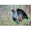 Spring Capercaillie tokens in the pine forest