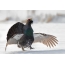 Capercaillie in the winter in the snow
