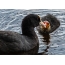 Coot with chick. Lake Naroch, Belarus, June