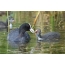 A coot feeds a chick on the water