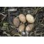 Chomgi eggs in the nest