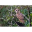 Masking coloring of a barn owl