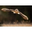 Barn owl hovers in the air