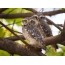 A pair of brahmin owls