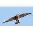 Photo: gyrfalcon in the sky