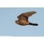 Falcon Merlin in flight