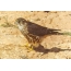 Falcon derbnik