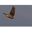 Falcon derbnik in flight, photo of a bird from the rear view