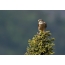 The male merlin on the top of spruce