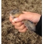 Lemming in human hand
