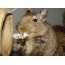 Degu squirrel with a flower