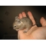 Chilean squirrel degu baby on the palm