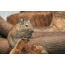 Adult squirrel degu in the aviary