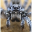 South Russian Tarantula or Mizgir: close-up view of the muzzle