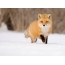 Fox walking in the snow