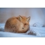 Fox curled up in the snow