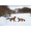 Foxes play in winter