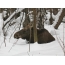 Photo of elk in winter