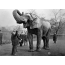 The Elephant Jumbo and His Warden Matthew Scott