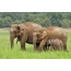 Asian elephants in the wild