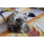 Siberian cat is resting
