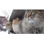 Siberian cats in the village
