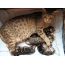 Otsikety: cat with kittens