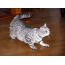 British Shorthair, black and silver tabby color
