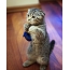 Scottish Fold cat stands on its hind legs
