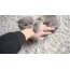 Scottish Fold kitten scratching hand