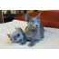 Russian blue cat with a kitten