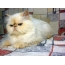 Himalayan cat color Red (Flame) Point