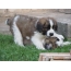 Moscow watchdog puppies play
