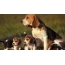 Beagle with puppies